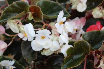 fantastic white flower in the bourgeois gardens