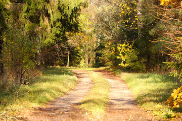 Obraz premium Dirt road in the forest in sunny weather