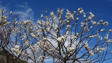 美しい梅の花に魅せられて！