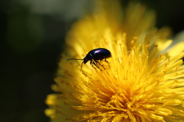 A beetle in a dandelion