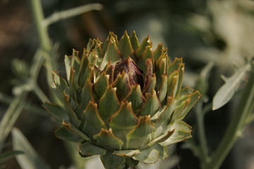 Artichoke
