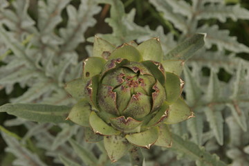 Artichoke