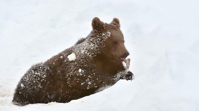 One year old brown bear cub (Ursus arctos arctos) gnawing on knuckle bone in the snow in winter