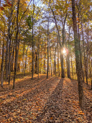 Obraz premium Sunbeam on fall trail