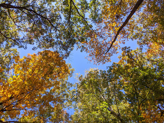 Fall trees look up