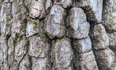 Close up of tree bark