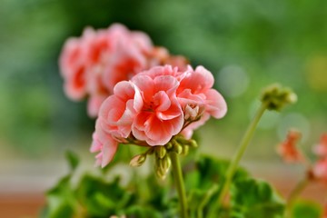 geranium in garden