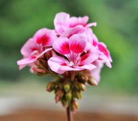 Fototapeta premium geranium with flowers and buds