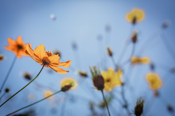 Blooming Yellow Cosmos flowers in garden with blue sky.