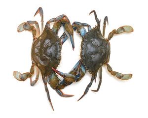 Blue crabs isolated on white
