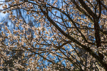 branches of a tree