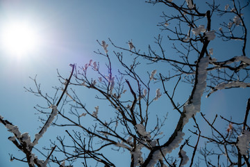樹氷と太陽