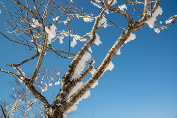 樹氷