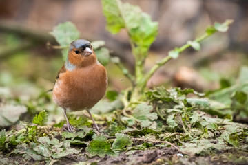Chaffinch (Fringilla coelebs).
