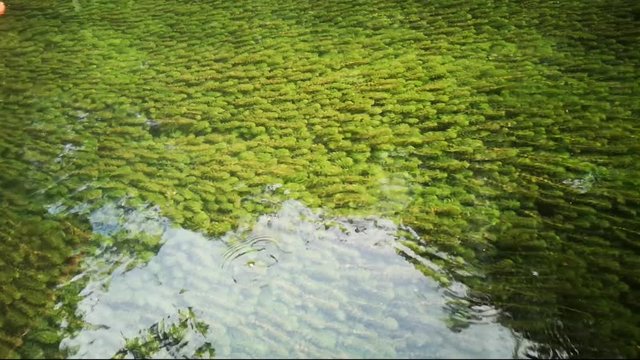top of watre fresh water lake river with grasses and algae under water