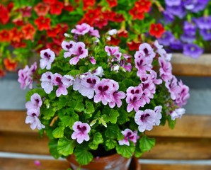 geranium flowers on wooden background