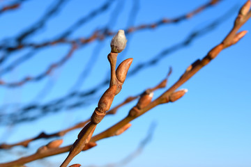 Branches of pussy willow tree with open blooming buds against the blue sky in spring. Palm Sunday.