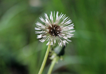 Dandelion after rain