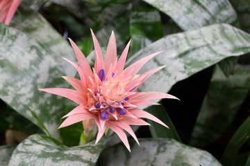 Flowering plant of Echmea fasciata Primera with a large pink flower on a background of motley bluish leaves