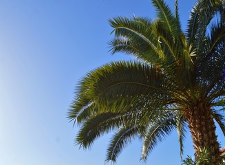 Naklejka na ściany i meble Palm tree in Madeira Island