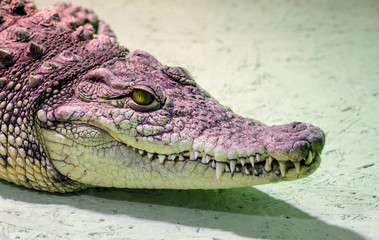crocodile head isolated close up on a green background