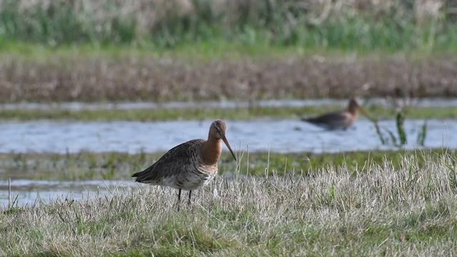 Black-tailed godwit (Limosa limosa) preening breast feathers with beak