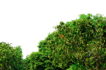 beauty fresh mango fruit tree hanging with green leaves, isolated on white background