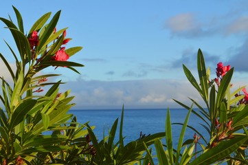  Madeira Island, Lido