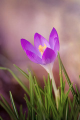 Krokusblüten