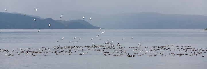 Canada gooses and snow gooses flying on the Saint-Laurent gulf in Canada, migration