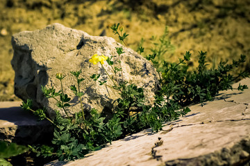 Yellow mountain flower grows among stones