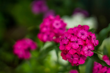 Bright pink flowers from a home garden close-up.