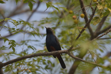 bird on a branch