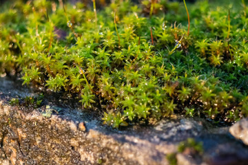 Obraz na płótnie Canvas Bright green moss, macro photo, selective focus