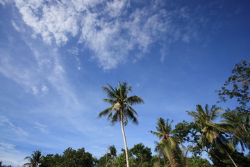 Fototapeta premium palm trees against blue sky