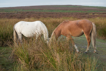 Two wild ponies on the moors
