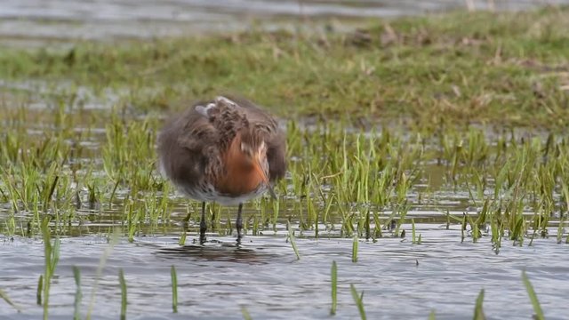 Black-tailed godwit (Limosa limosa) wetting beak before preening feathers in wetland