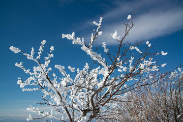 樹氷