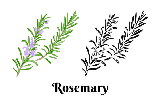 Rosemary branch isolated on white background. Vector color illustration of  fragrant green herbs in cartoon flat style and black and white outline. Vegetable Icon.