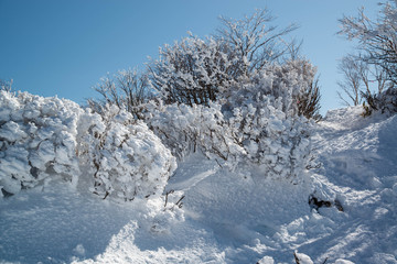 樹氷