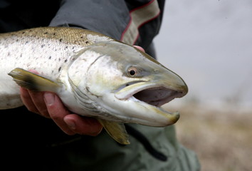 Freshly caught river salmon in fisherman's hands, close-up