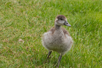 Egyptian goose gosling close up photo in green grass