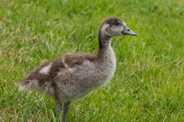 Egyptian goose gosling close up photo in green grass