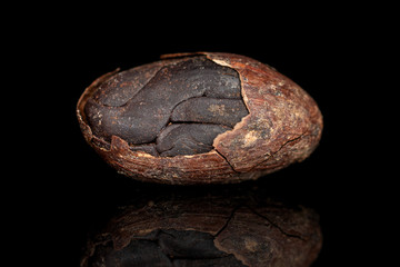One whole fresh brown cocoa bean cracked husk isolated on black glass