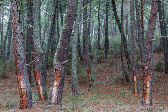 Bosque de pino marítimo con aprovechamiento de resina. Pinus pinaster.
