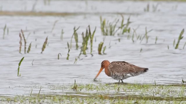 Black-tailed godwit (Limosa limosa) male foraging in shallow water in wetland