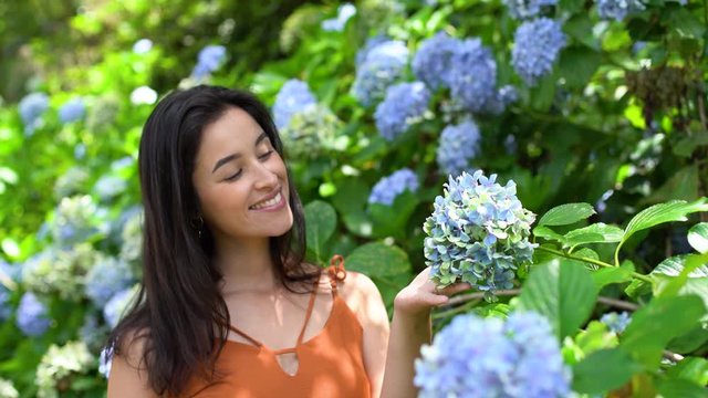 Hydrangea. Spring and summer. Woman smelling flowers in the garden