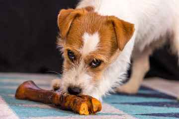 The puppy eats a bone on the carpet. Dog Jack Russell Terrier.