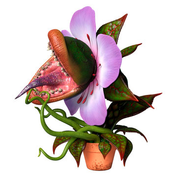 3D Rendering Carnivorous Plant on White