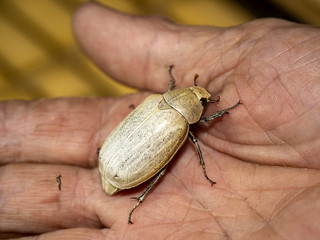 Tropical cockchafer landed on hand, Indonesia